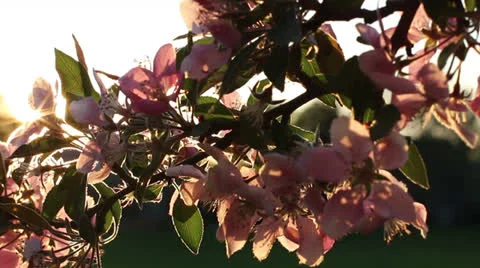 Spring flowers in the sunlight Stock Footage 23346840