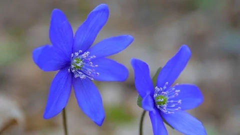 Spring flowers in Sunny day. macro Stock Footage 75561743