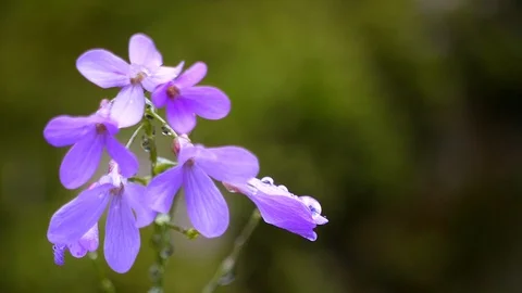 Spring flowers in Sunny day. macro Video stock 86640912
