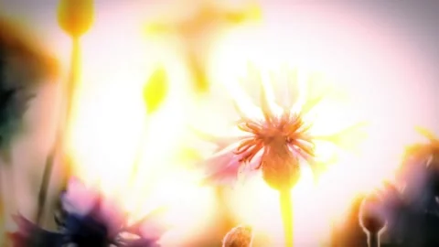 Spring flowers on sunset background Stock Footage 242072757