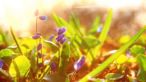 Spring flowers at sunset Video stock 106728294