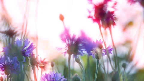 Spring flowers at sunset Stock-Footage 113414803