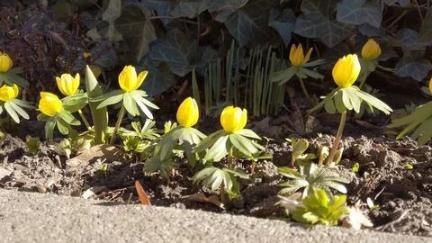 Spring flowers in sunshine Video stock 104037762