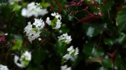 Spring flowers swaying on a branch Stock Footage 237014879