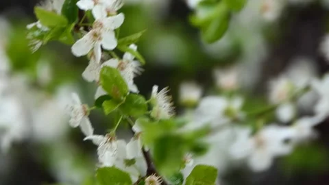 Spring flowers swaying on a branch Video stock 237015171