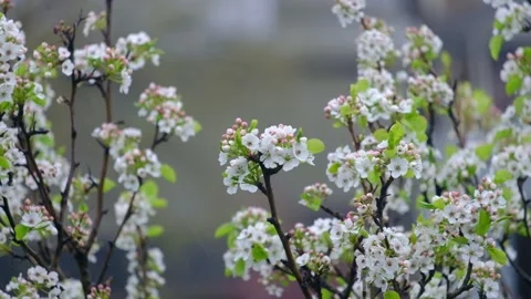 Spring flowers swaying in the wind Stock Footage 131387102