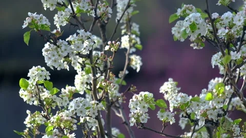 Spring flowers swaying in the wind Stock Footage 131387578