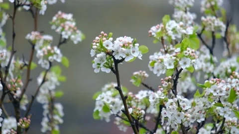 Spring flowers swaying in the wind Video stock 131387971