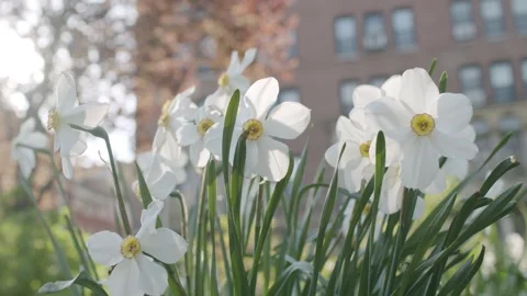 Spring Flowers Swaying in the Wind in New York City Park Stock-Footage 321422659