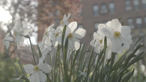 Spring Flowers Swaying in the Wind in New York City Park Stock-Footage 321422691