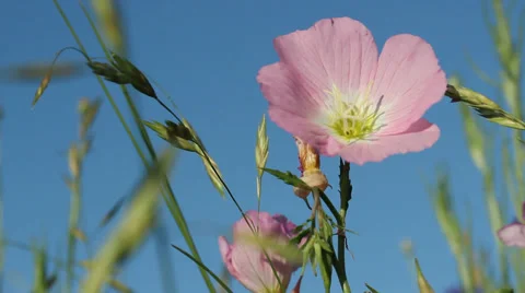 Spring flowers in Texas field Stockbeeldmateriaal 49319618