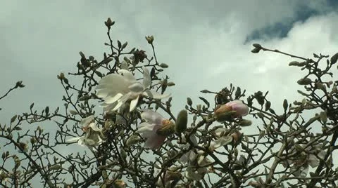 Spring flowers touch the sky Stock Footage 11017027