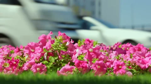Spring flowers in town Stock Footage 61805056