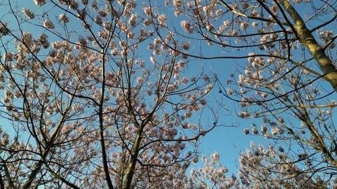 Spring flowers on the tree and blue sky Stock Footage 242514879