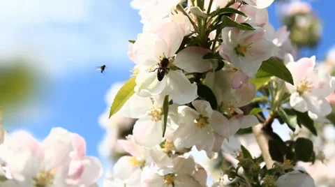 Spring Flowers Tree Bee Stock Footage 37841768