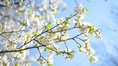 Spring flowers tree blossom open summer sun nature Video stock 128303237