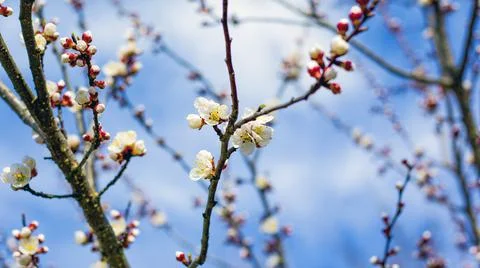 Spring flowers on tree branches against the blue sky Stock Photos