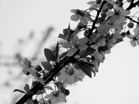 Spring flowers on tree branches closeup Stock Photos