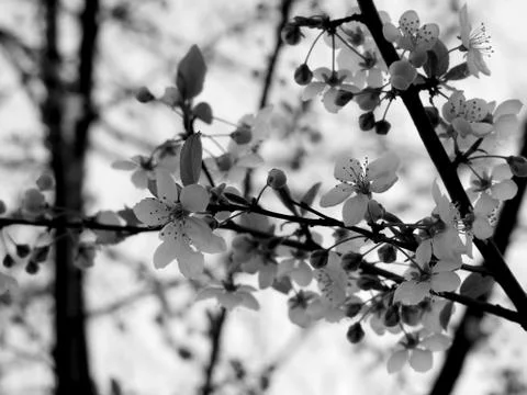Spring flowers on tree branches closeup Stock Photos