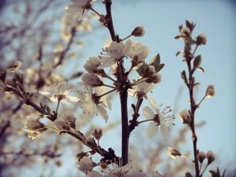 Spring flowers on tree branches Stock Photos