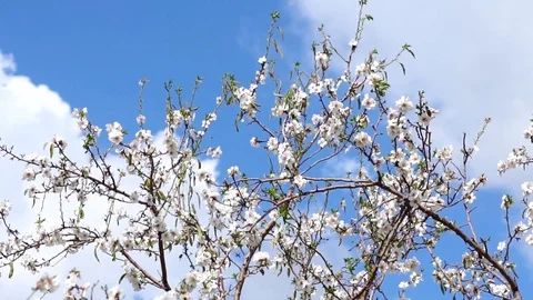 Spring Flowers On A Tree Video stock 126724716
