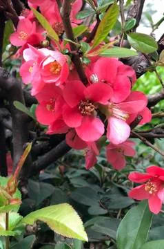 Spring flowers on a tree at garden Stock Photos