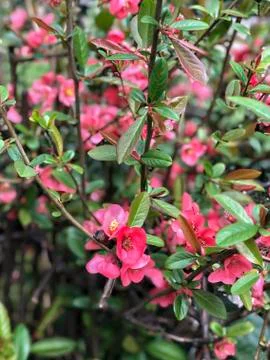 Spring flowers on a tree at garden Stock Photos