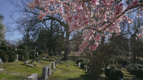 Spring Flowers on tree with graves in the background Stock Footage 92096975