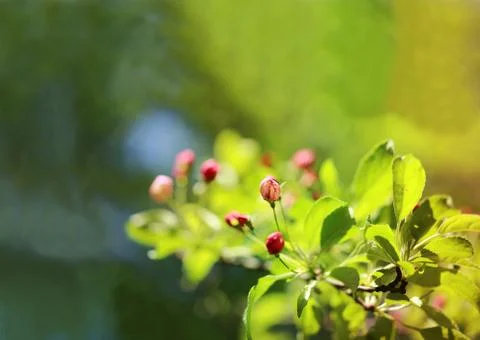 Spring flowers on the tree Stock Photos