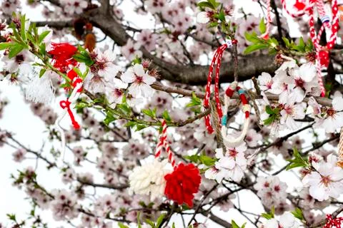 Spring flowers on the tree Stock Photos