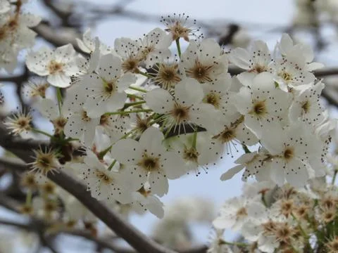 Spring flowers in tree Stock Photos