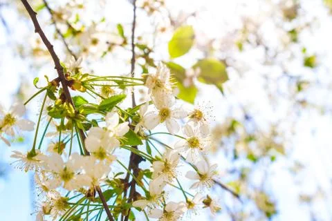 Spring flowers tree Stock Photos