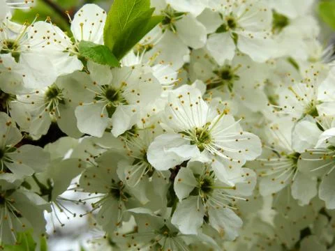 Spring flowers on trees close up Stock Photos
