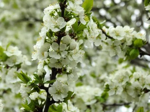 Spring flowers on trees close up Stock Photos