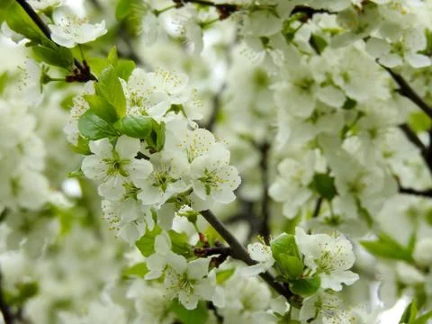 Spring flowers on trees close up Stock Photos