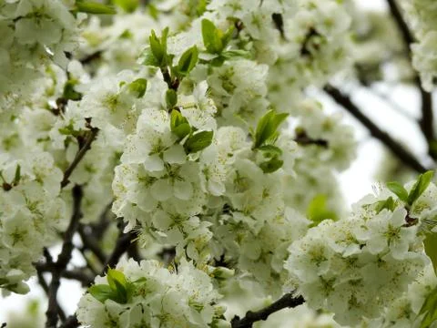 Spring flowers on trees close up Stock Photos