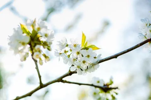 Spring flowers in the trees Stock Photos