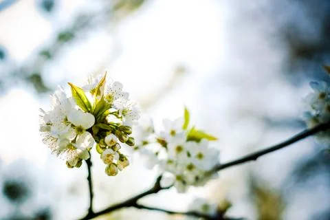 Spring flowers in the trees Stock Photos