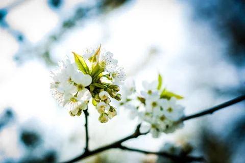 Spring flowers in the trees Stock Photos