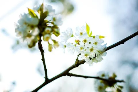 Spring flowers in the trees Stock Photos