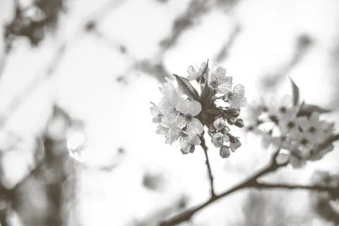 Spring flowers in the trees Stock Photos