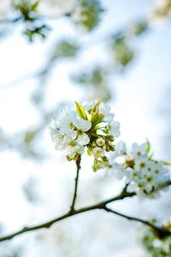 Spring flowers in the trees Stock Photos
