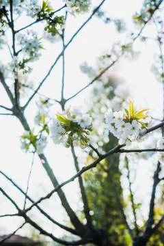 Spring flowers in the trees Stock Photos