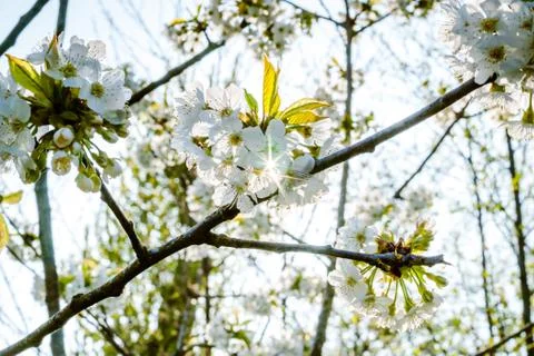 Spring flowers in the trees Stock Photos