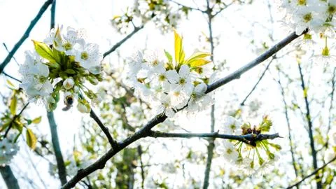 Spring flowers in the trees Stock Photos