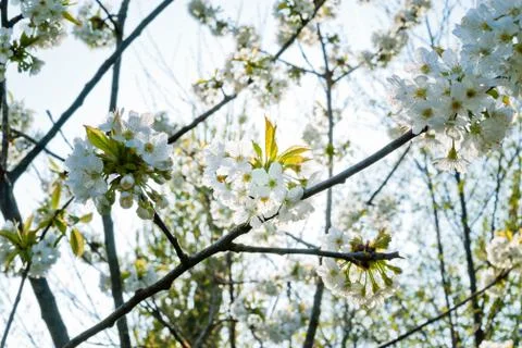 Spring flowers in the trees Stock Photos