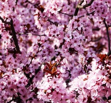 Spring flowers on the trees Stock-Fotos