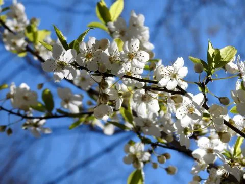 Spring flowers on trees Stock Photos