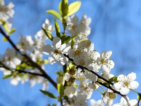 Spring flowers on trees Stock Photos