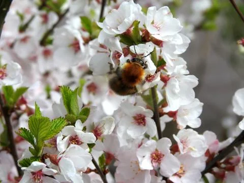 Spring flowers on trees Stock Photos